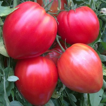 Tomate Coeur de Boeuf Rouge...