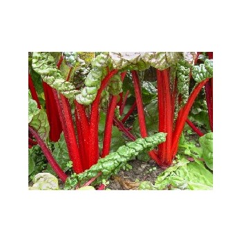 Carde Rouge Ruby Chard Bio