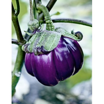 Aubergine Violette de...