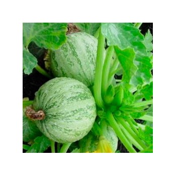 Courgette Ronde de Nice Bio