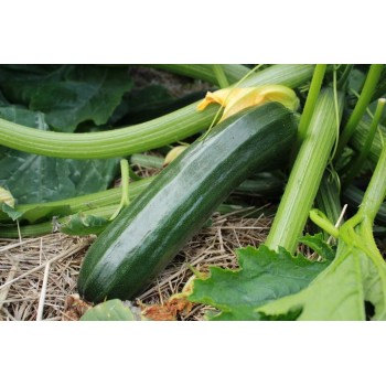 Courgette Verte de Milan Bio