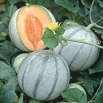 Melon Charentais Cantaloup Bio