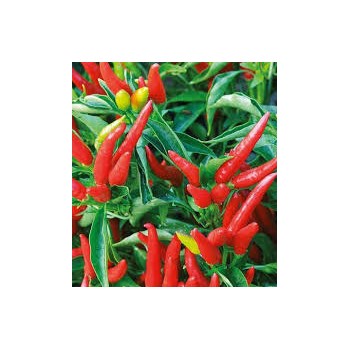 Piment de Cayenne Bio