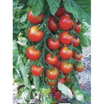 Tomate Cerise Zuckertraube Bio